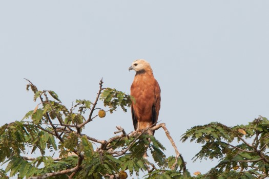 Black-collared Hawk in Cuyabeno Reserve